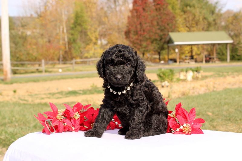 puppy, for, sale, Miniature Poodle, Matthew B. Stoltzfus, dog, breeder, Gap, PA, dog-breeder, puppy-for-sale, forsale, nearby, find, puppyfind, locator, puppylocator, aca